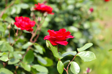 Beautiful roses in full bloom at the Japanese Rose Garden.