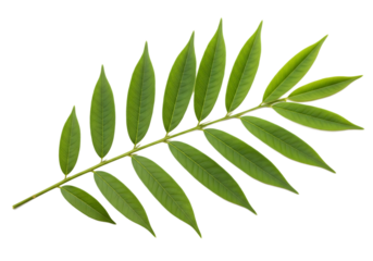 Fresh green curry leaves isolated on white background, aromatic Indian herb used as spice for cooking, traditional cuisine, flavoring ingredient, and natural herbal seasoning concept