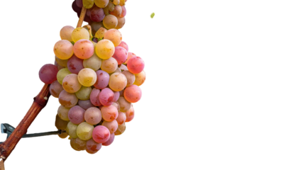 Close-up of ripe multi-colored grapes on a vine against a stark black backdrop