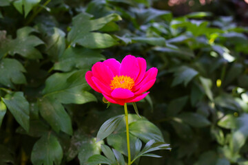 Obraz premium Beautiful flower of paeonia plant
