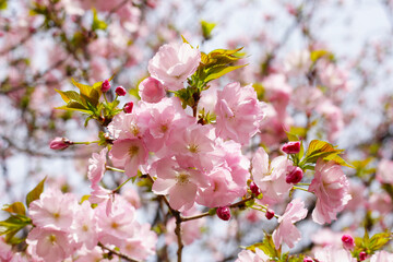 Branches of sakura flowers, cherry blossom