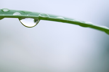 水滴のマクロ。草の葉の上の露