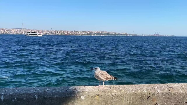 Lonely seagull at Bosphorus Coastline in Istanbul, Turkey. (4K video)