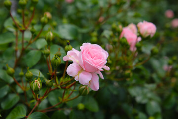 Beautiful roses blooming in a Japanese public garden.