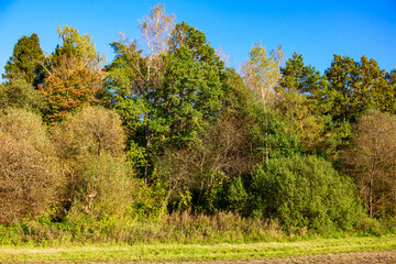 Lush forest edge under a clear blue sky, showcasing vibrant autumn foliage and green trees. A beautiful natural landscape with diverse vegetation and bright colors