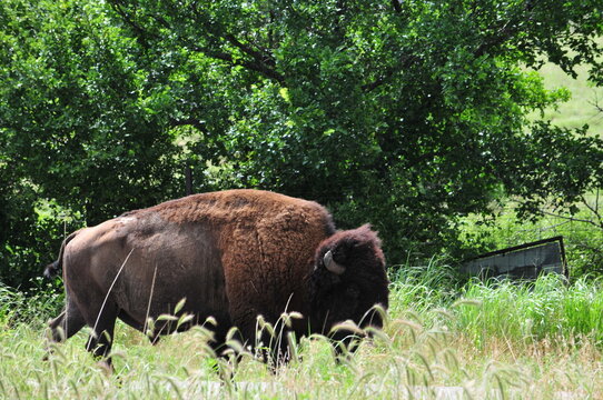 American buffalo in the field, Wichita Mountains Wildlife Refuge