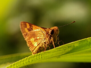 Close-up of a Potanthus omaha butterfly resting on a green leaf. The golden brown wings show beautiful patterns with soft background blur, highlighting the insect in natural outdoor light.