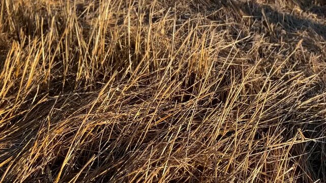 Dry reeds at sunset. (4K video)