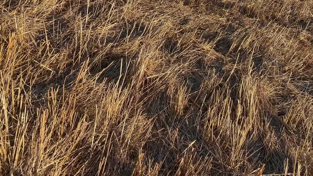 Dry reeds area and behind residential buildings at sunset. (4K video)