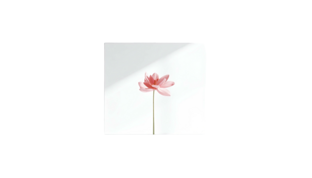 A minimalist photo of a single pink flower with a long stem against a white background