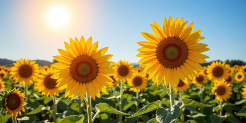 Obraz premium Sunflower field morning sun yellow petals bright summer warmth