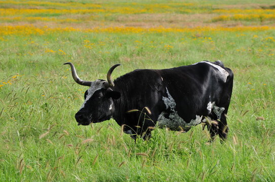 black and white cow longhorn Wichita mountains wildlife refuge