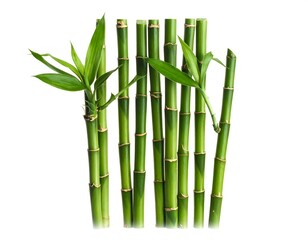 Fresh Green Bamboo Stalks.