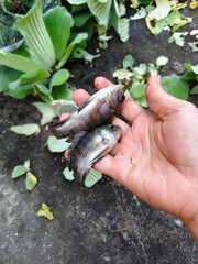 Nile tilapia carcasses on the floor