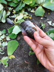 Nile tilapia carcasses on the floor
