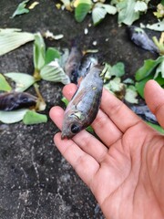 Nile tilapia carcasses on the floor