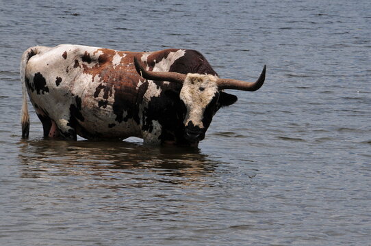 Texas Longhorn in the water Wichita Mountains, Oklahoma