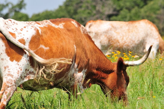Longhorn cattle on the pasture 