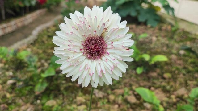 Barberton Daisy Gerbera jamesonii high quality videos video footage blooming in natural garden background floral stock clip in 4K UHD resolution