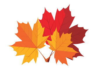 Vibrant Autumn Maple Leaves Displaying Fall Colors in Isolated Vector Graphic Illustration for Seasonal Designs and Artistic Compositions