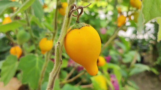Solanum mammosum nipple fruit plant in natural garden setting high quality videos and video footage for botanical and exotic plant content