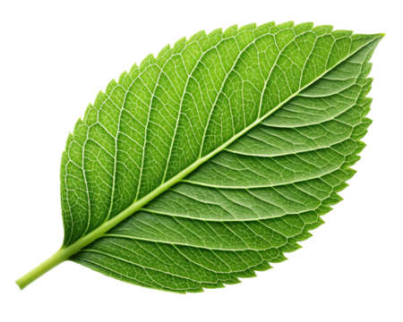 Green leaf ecology nature element vector icon, Leaf Icon, green leaf ecology nature element vector. on transparent background, - Powered by Adobe