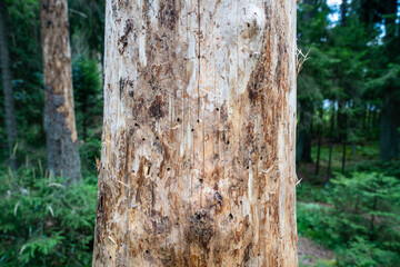 Signs of bark beetle activity on dead fir trunk with insect galleries and wood damage in forest....
