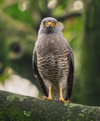 Roadside Hawk (Rupornis magnirostris) perched on mossy branch, tropical forest of Colombia