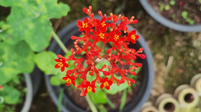 Jatropha podagrica Hook Flower Blooming in High Quality Motion Background