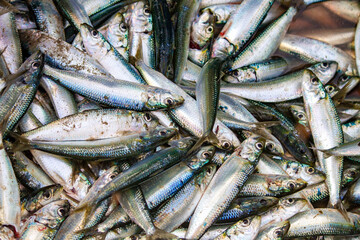 Joy for Fishermen as Community Helps with Bountiful Catch 