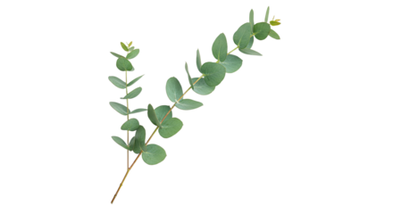 A delicate eucalyptus branch with oval green leaves on a white background.