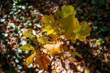 Vibrant autumn oak leaves glow in dappled sunlight against a soft, unfocused forest floor