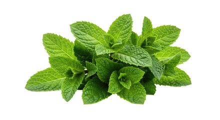 A fresh bunch of vibrant green mint leaves isolated on a white background 7.