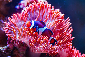 Sea Anemone and Clown Fish