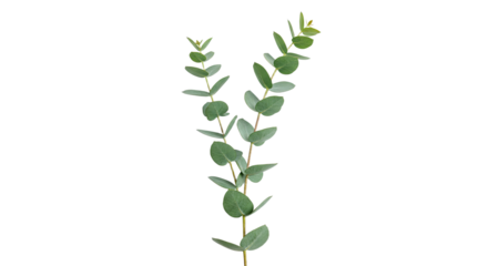 A single sprig of fresh eucalyptus leaves on a white background 4.