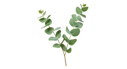 A single sprig of fresh eucalyptus leaves with its characteristic round shape and silvery green color.