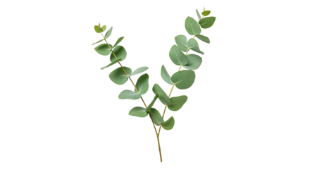 A single sprig of fresh eucalyptus leaves with its characteristic round shape and silvery green color.
