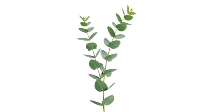 A single sprig of fresh eucalyptus leaves on a white background 4. - Powered by Adobe