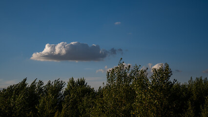 Puffy Cumulus Cloud Floating Above a Sacramento Valley Riparian Forest Canopy