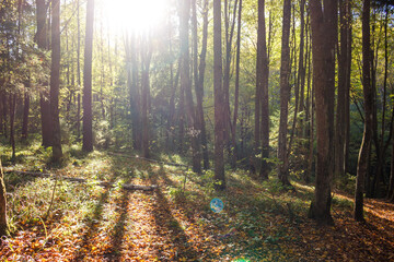 Sunlight streams through a dense autumn forest, creating long shadows and illuminating the ground...
