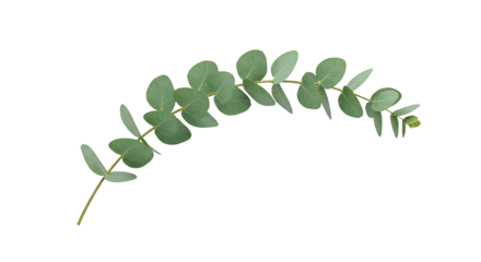 Fresh green eucalyptus sprig with round leaves isolated on white background.