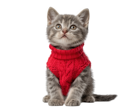 Cute grey tabby kitten in red knitted sweater sitting and looking up. This adorable feline has charming and innocent expression, isolated on transparent background