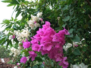 The beauty of pink and white bougainvillea flowers blooming in the garden. Paper flowers