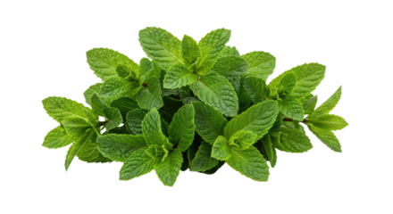 Fresh green mint leaves a healthy herb bunch.
