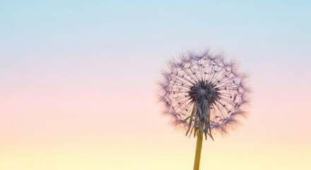 Fototapeta premium A dandelion against a pastel sky.