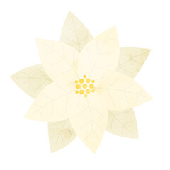 クリスマスに使えるポインセチアの水彩イラスト  白