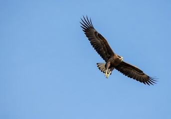 Fototapeta premium Majestic Eagle Soaring Through the Azure Sky.