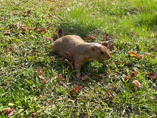 Prairie dog, also. known as a ground squirrel, in a grass meadow.