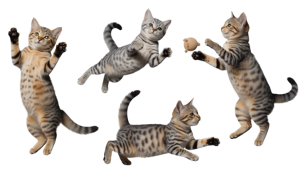 Playful Kittens in Action A Collection of Active Cat Poses for Creative Projects
