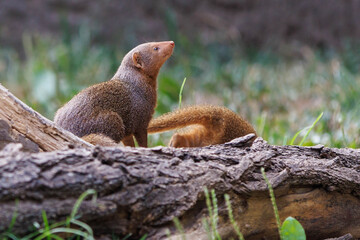 Dwarf Mongoose